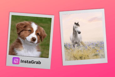 Instagram Downloader Demo